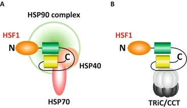 Regulation Of Hsf Activation And Repression Springerlink