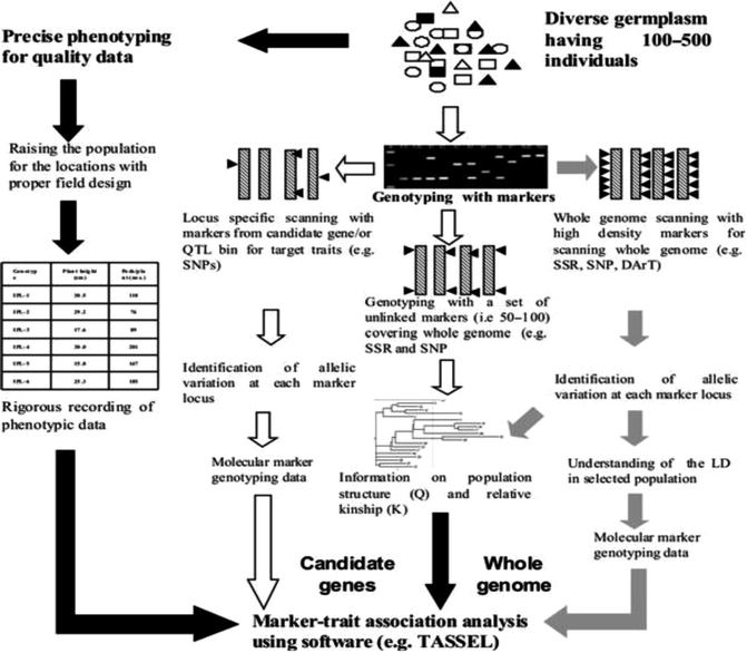 Marker Assisted Breeding For Stress Resistance In Crop