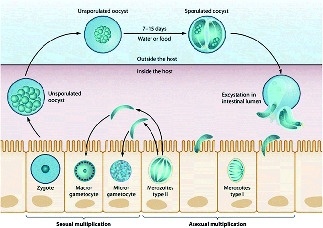 Cyclosporiasis: An Emerging Potential Threat for Water Contamination