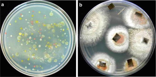 Biological Control of Insect-Pest and Diseases by Endophytes | SpringerLink