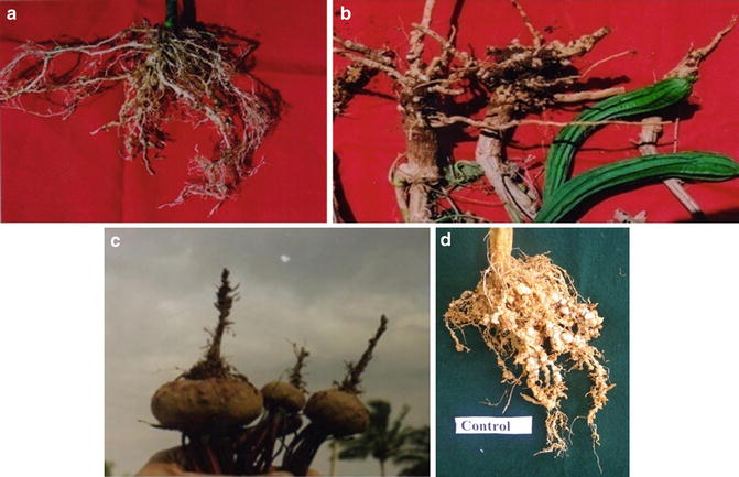 Nematode Diseases Of Horticultural Crops Springerlink
