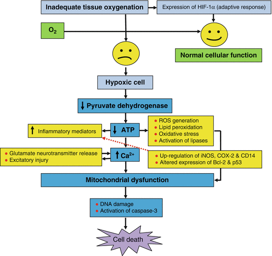 Hypoxia In Acute Chemical Emergencies Toxicity Mechanism And Treatment Springerlink