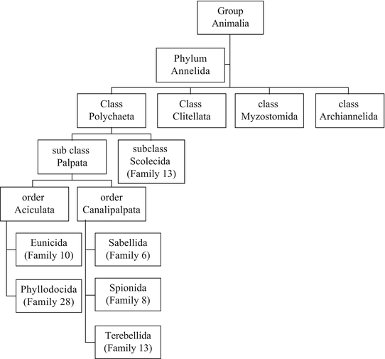 Annelida Classification Chart