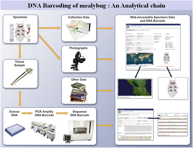 Molecular Identification Of Mealybugs Springerlink