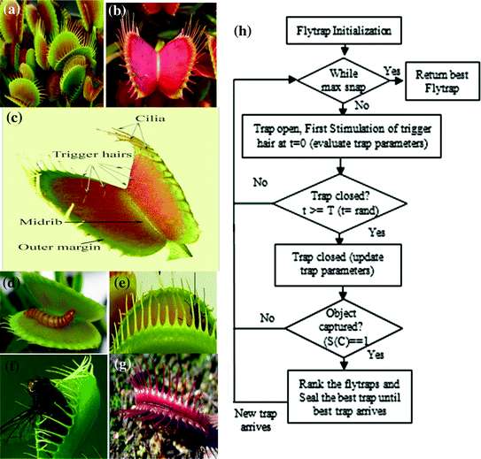 Venus Fly Trap Classification Chart