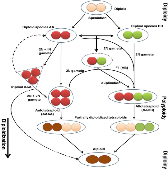 Origin Of Polyploidy | Springerlink Origin Of Polyploidy | Springerlink