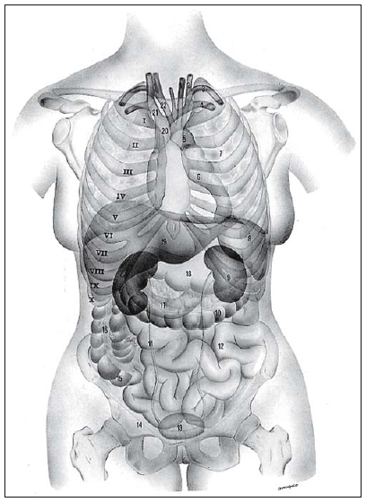 Apparato Respiratorio Anatomia