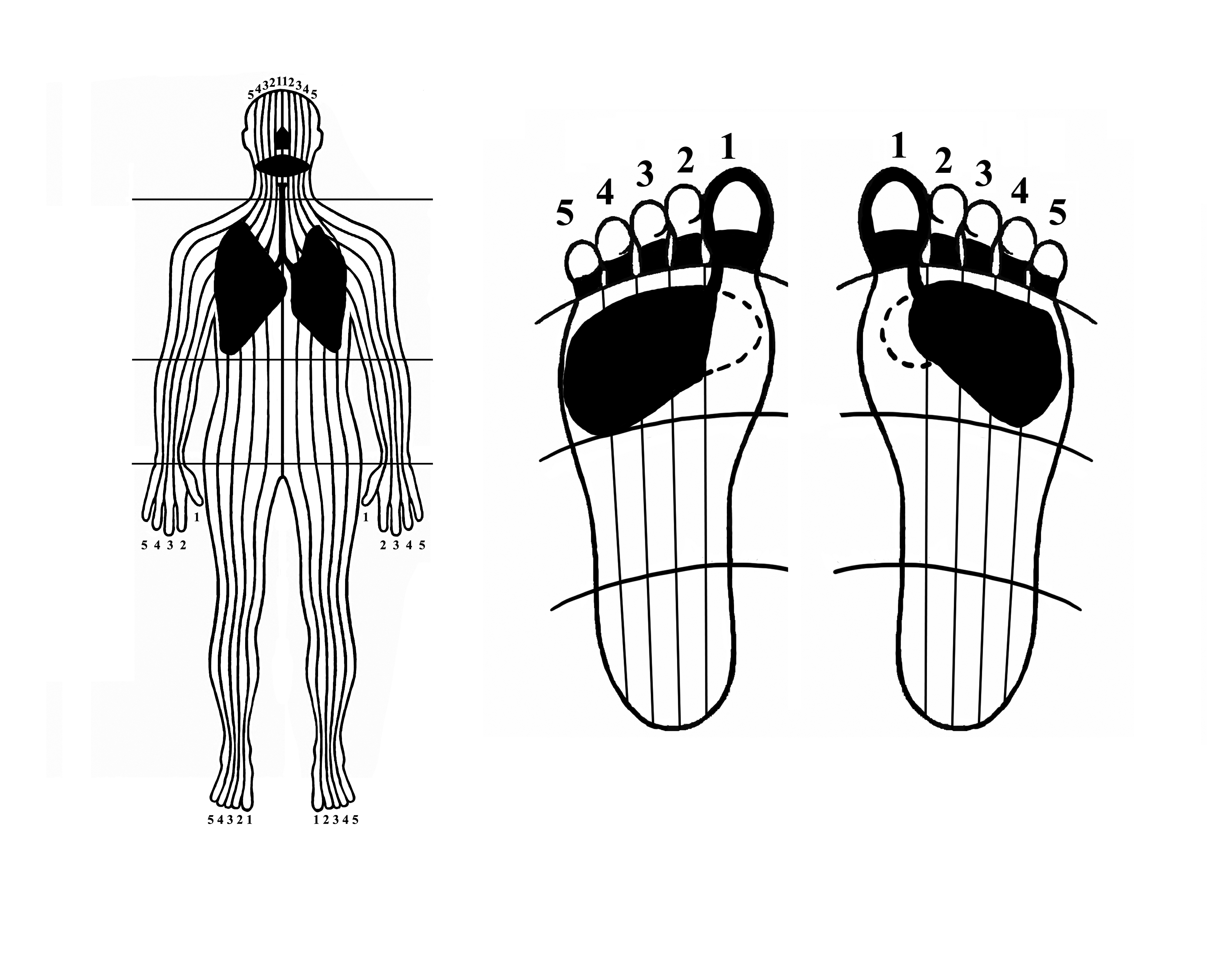 pdf intraoperative neurophysiologic monitoring