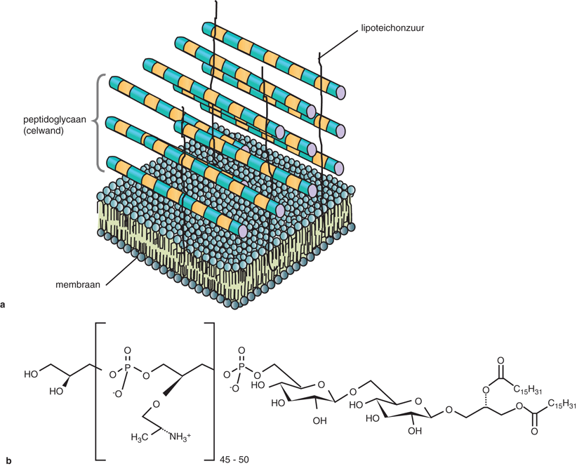 Antimicrobiele Eiwitten In Speeksel Springerlink