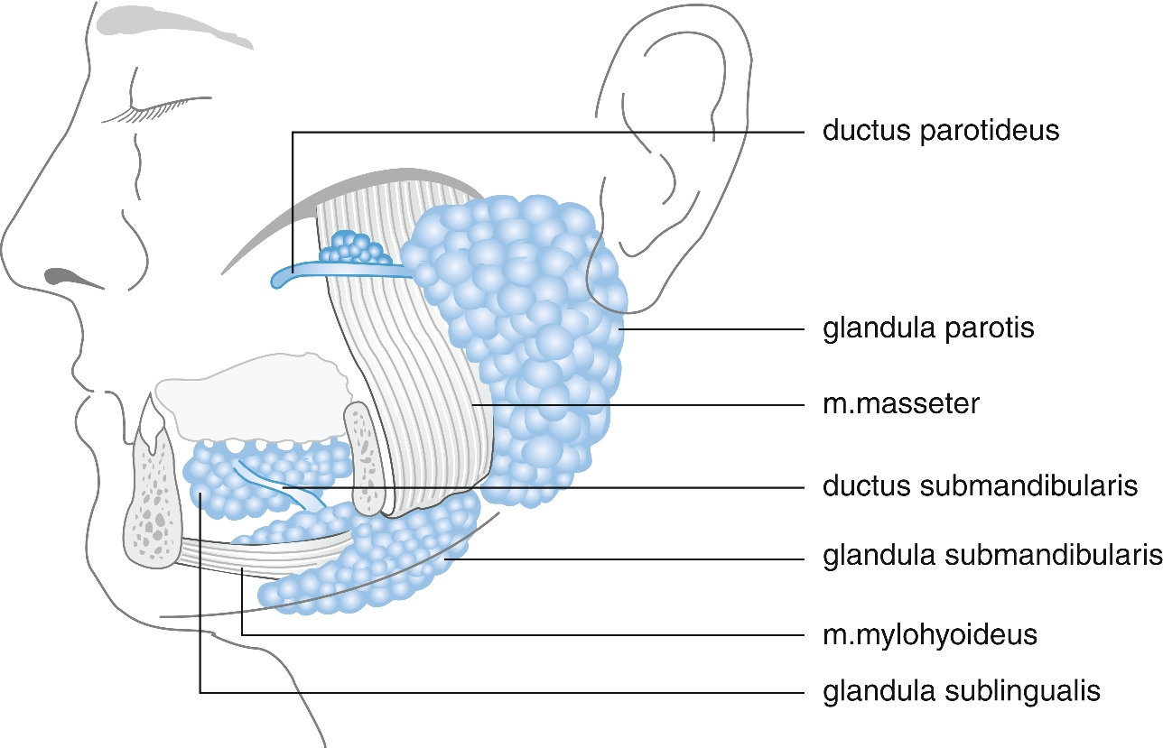 Speekselklieren Springerlink