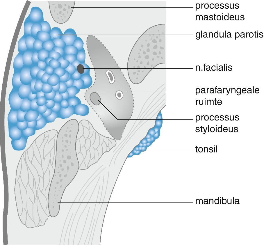 Speekselklieren Springerlink