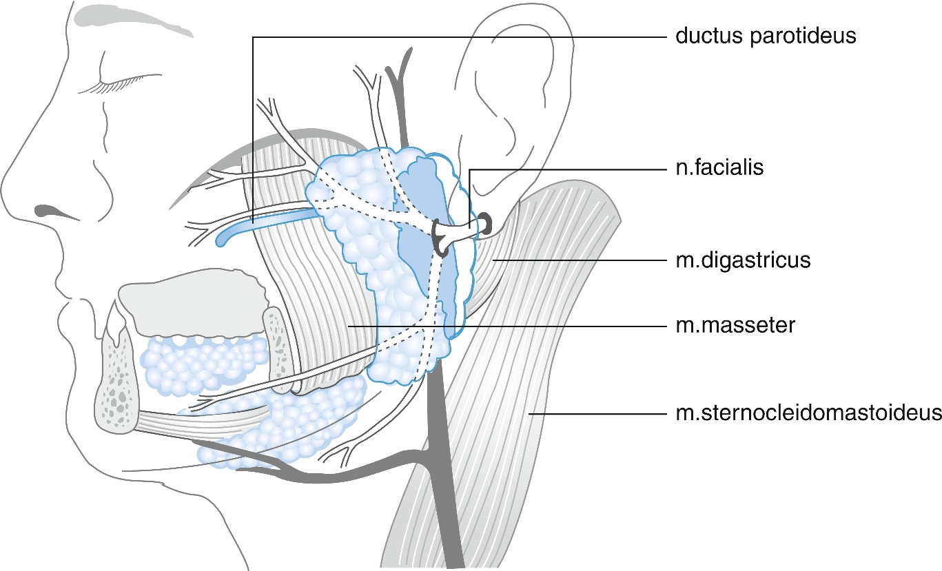 Speekselklieren Springerlink