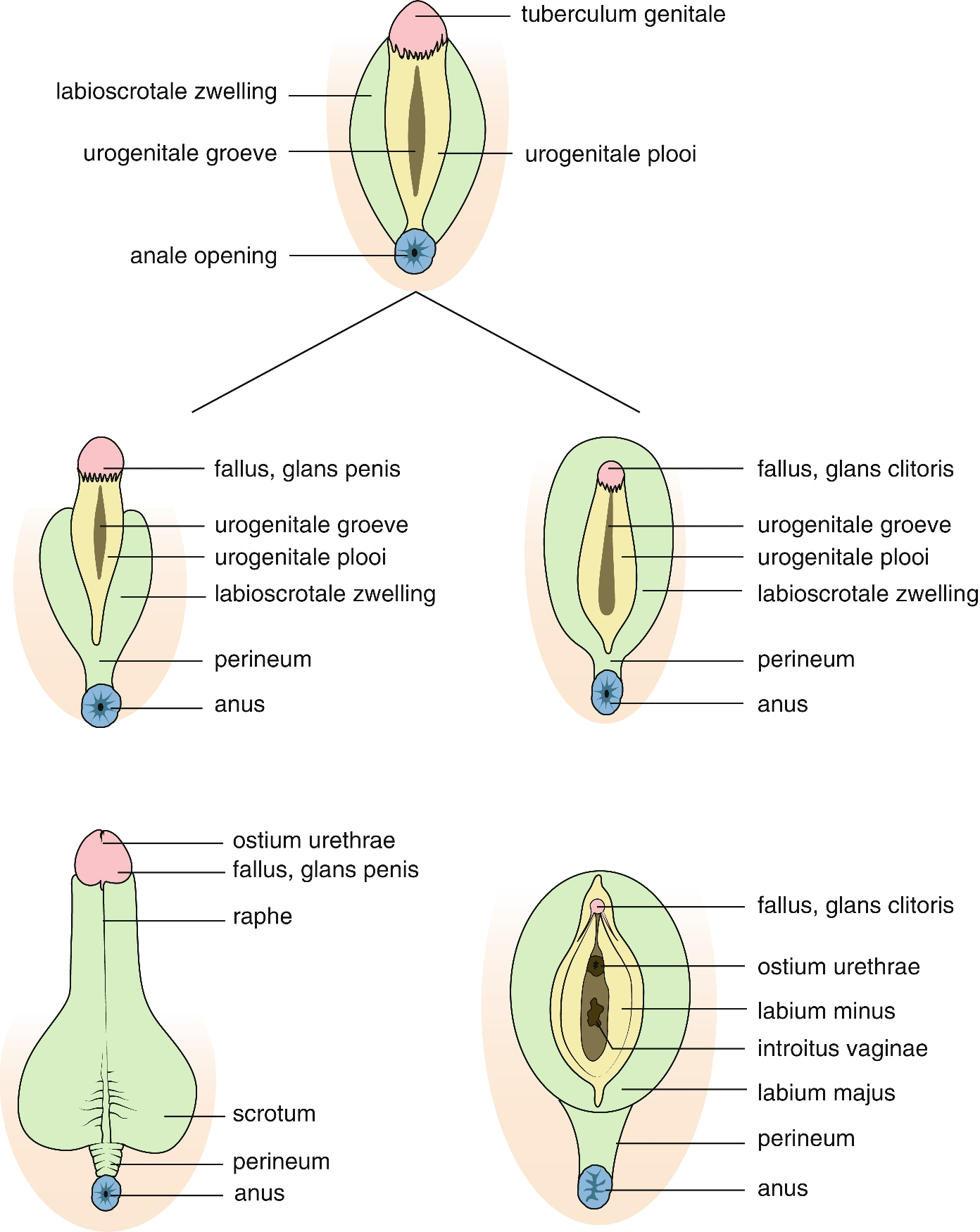 Embryologie En Anatomie Springerlink