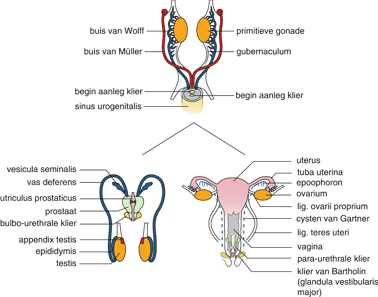 Embryologie En Anatomie Springerlink