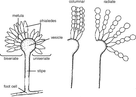 Differences and Similarities Amongst Pathogenic Aspergillus Species ...