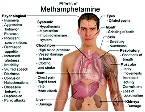 Pharmacology of Methamphetamine | SpringerLink