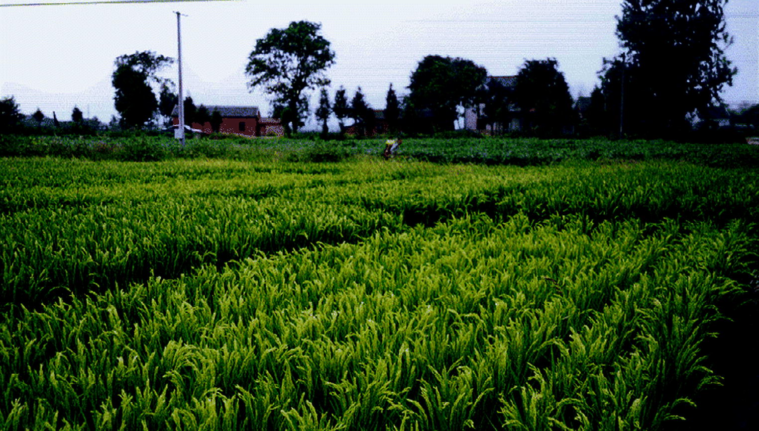 Nitrogen, Sustainable Agriculture and Food Security A Review