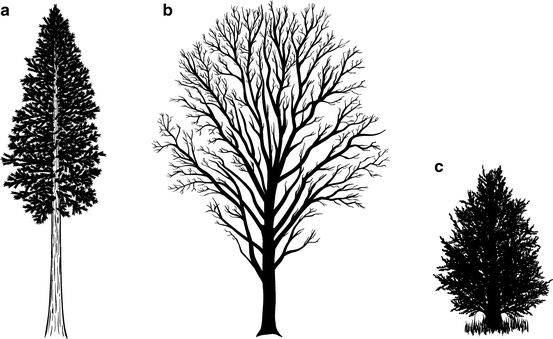 Tree Form and Stem Taper | SpringerLink