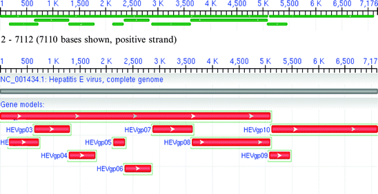 Hepatitis E Virus Hev An Emerging Viral Pathogen Springerlink