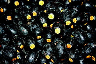 Canarium odontophyllum  SpringerLink