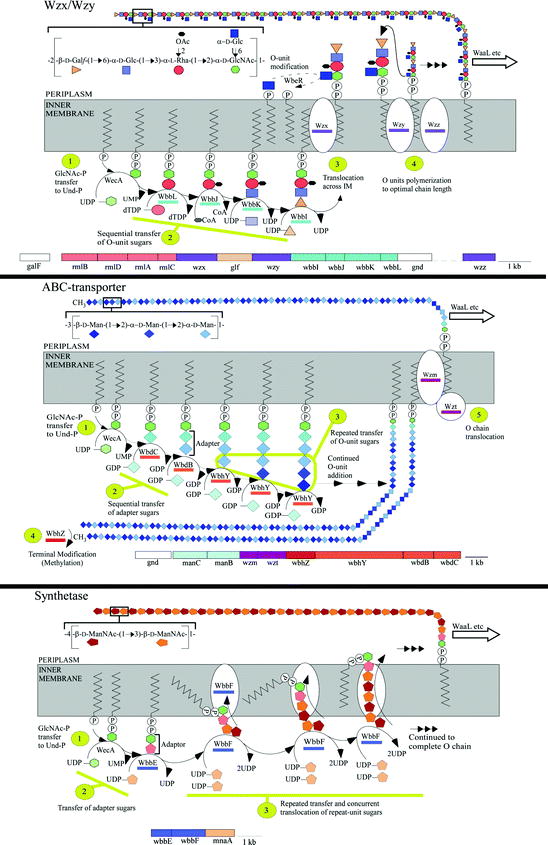 The Variation of O Antigens in GramNegative Bacteria SpringerLink