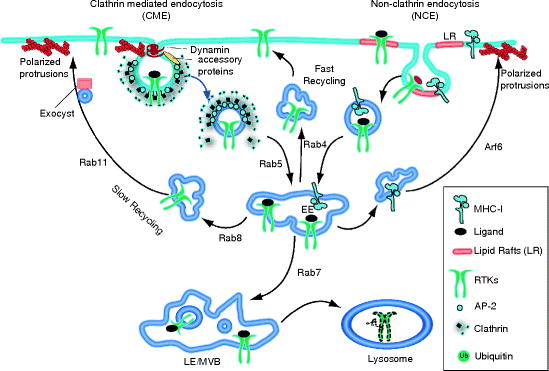 Endocytic Control Of Actin Based Motility Springerlink Endocytic Control Of Actin Based Motility Springerlink