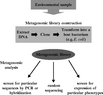 Aspects Of The Molecular Biology Of Microorganisms Of