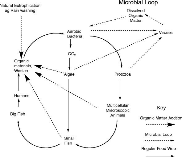 Ecology of in Freshwater SpringerLink