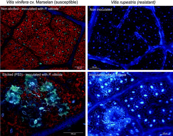 Activation Of Grapevine Defense Mechanisms Theoretical And Applied Approaches Springerlink