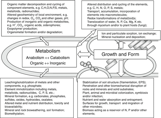 Microbial Roles In Mineral Transformations And Metal Cycling In The Earth S Critical Zone Springerlink