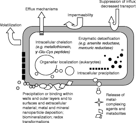 Microbial Roles In Mineral Transformations And Metal Cycling In The Earth S Critical Zone Springerlink