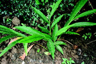 Elettaria Cardamomum Springerlink