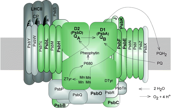 The Biogenesis of the Thylakoid Membrane: Photosystem II, a Case Study ...