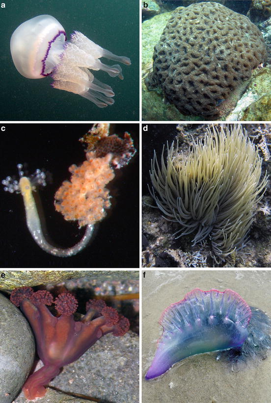 Porifera, cnidaria și platyhelminthes
