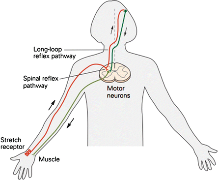 Reflex Control Springerlink