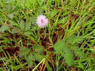 anthelmintic activity of leaves of mimosa pudica)