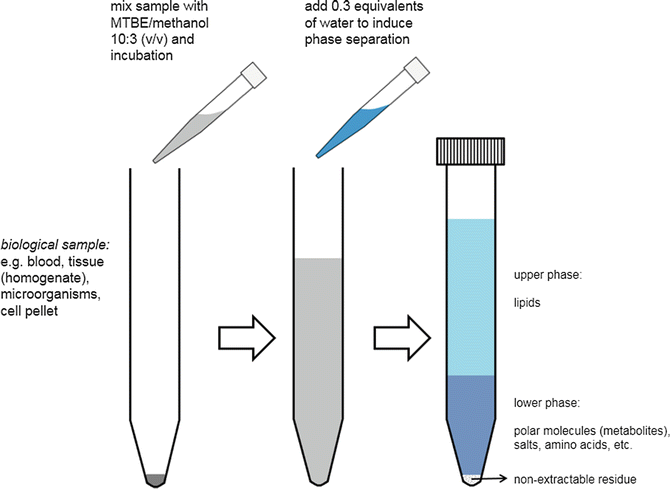 Lipid Extraction Basics Of The Methyl Tert Butyl Ether Extraction Springerlink