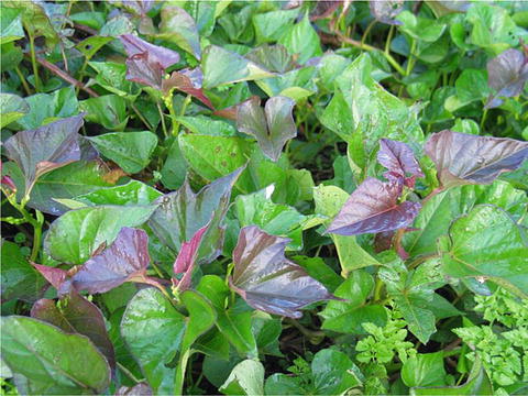 Ipomoea Batatas Springerlink