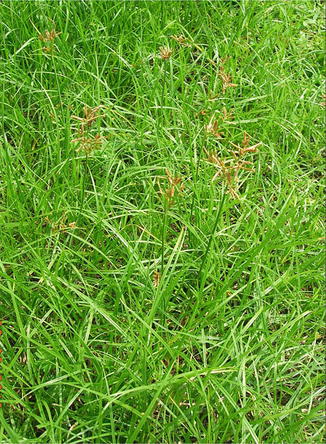 Cyperus Rotundus Springerlink Cyperus Rotundus Springerlink