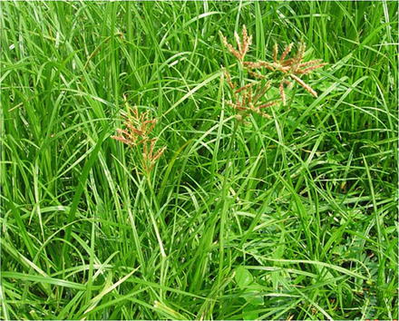 Cyperus Rotundus Springerlink Cyperus Rotundus Springerlink