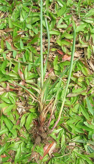 Cyperus Rotundus Springerlink