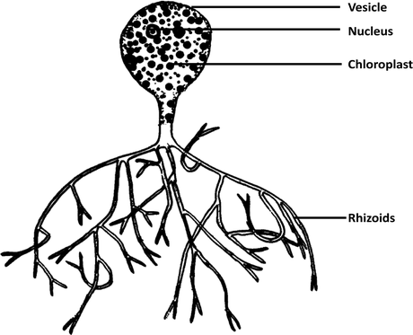Xanthophyceae, Euglenophyceae and Dinophyceae | SpringerLink