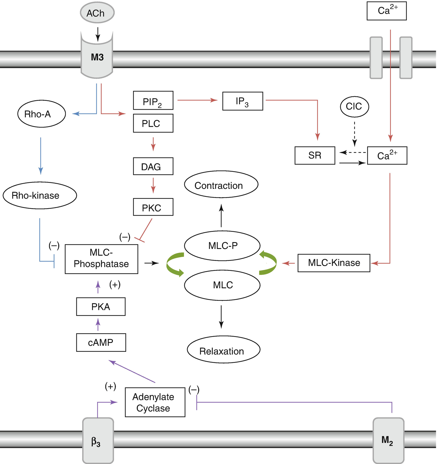 Pharmacology Of The Lower Urinary Tract Springerlink