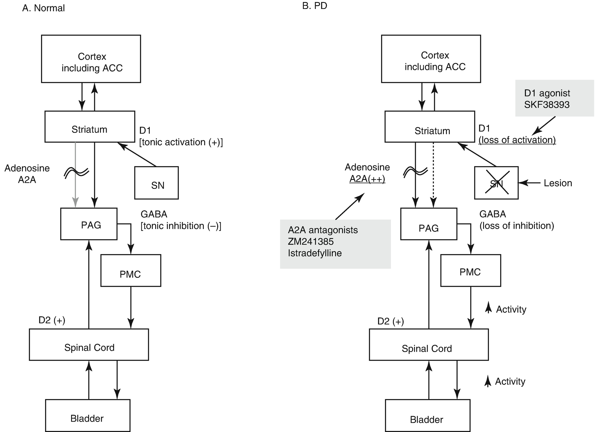 Pharmacology Of The Lower Urinary Tract Springerlink