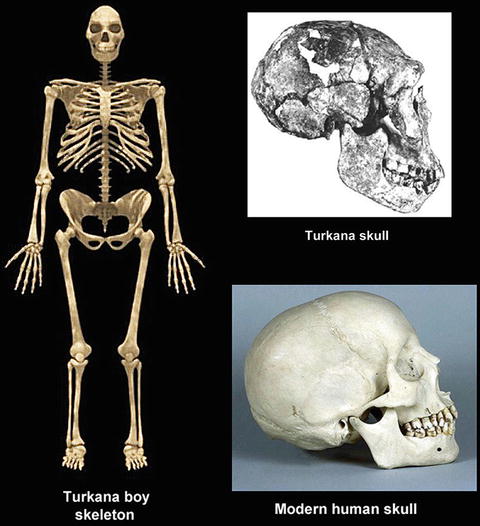 Human Evolution Springerlink