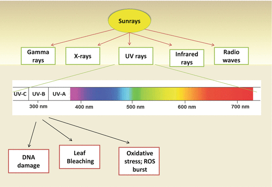 Plant Responses To Light Stress Oxidative Damages Photoprotection And Role Of Phytohormones Springerlink Plant Responses To Light Stress Oxidative Damages Photoprotection And Role Of Phytohormones Springerlink