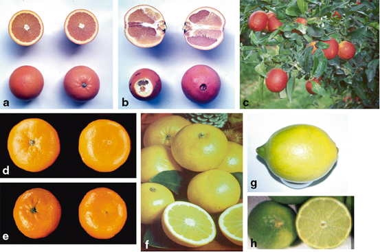 Citrus Production Springerlink