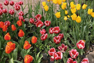 Tulip Gesneriana Springerlink