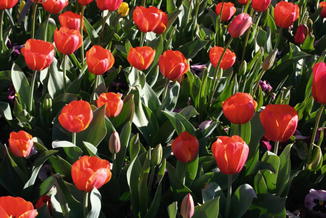 Tulip Gesneriana Springerlink