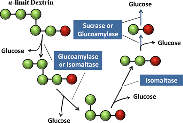 Digestion and Absorption of Carbohydrates and Proteins | SpringerLink